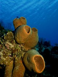 Huge Barrel Sponges of Cozumel. This photo was taken late... by Steven Anderson 